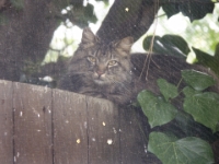 Hermes on fence behind screen 002